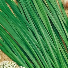 Лук Лидер слизун