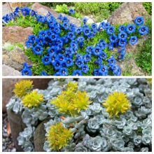 Смесь Горечавка Синий бархат/Седум Каменная роза