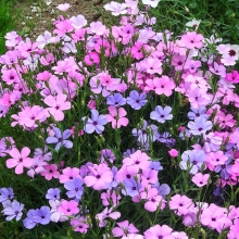 Смолевка Джамбо (небесная роза, смесь цветов)