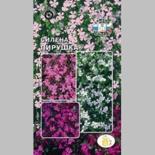 Смолевка Пирушка (силена) повислая