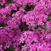 Смолевка Розовый бисер