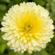 Календула Снежная королева