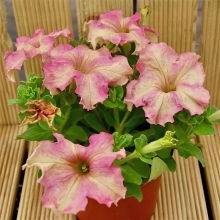 Петуния Софистика F1 Антик Шейдес