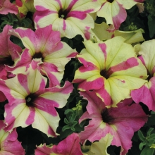 Петуния Софистика F1 Лайм Биколор