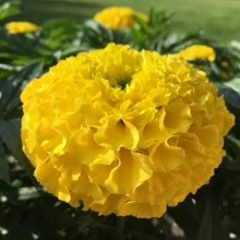 Бархатцы Солнечные Гиганты Желтые