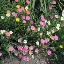 Гелиантемум Лето (солнцецвет) смесь