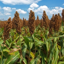 Сорго Сафари черное