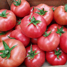 Томат Квочка розовая