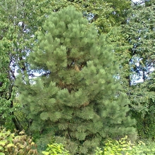 Сосна Анабела желтая скальная (большой пакет)