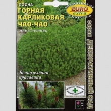 Сосна Чао-Чао карликовая горная