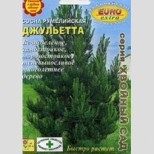 Сосна Джульетта румелийская (большой пакет)