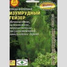 Сосна Изумрудный гейзер болотная (большой пакет)