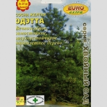 Сосна Одэтта желтая (большой пакет)