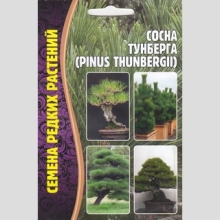 Сосна Тунберга