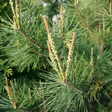 Сосна Живописная густоцветная (большой пакет)