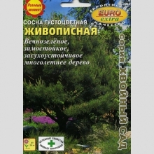 Сосна Живописная густоцветная (большой пакет)