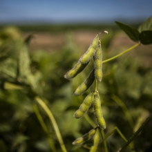 Соя Дельта 1 кг (большой пакет)