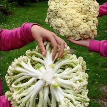 Капуста Спаржевая F1 цветная