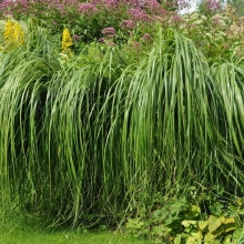 Спартина Гребенчатая (большой пакет)