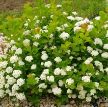 Спирея Фрица