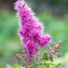 Спирея Малиновый десерт (Дугласа)