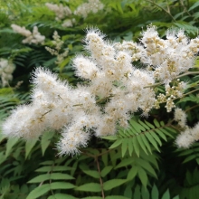 Спирея рябинолистная (большой пакет)