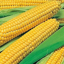 Кукуруза Спирит F1