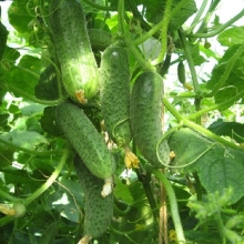 Огурец Спутник F1