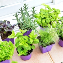 Набор семян Прованские травы 6 пакетов (б/п)