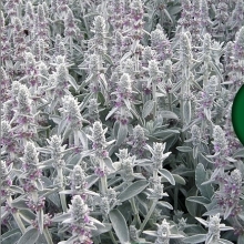 Стахис Овечье ушко (чистец византийский)