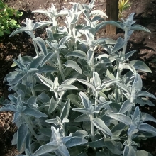 Чистец Марвэл византийский (стахис)