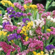 Статица Цвета Радуги (лимониум)