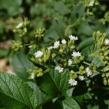 Стевия Медовая Трава