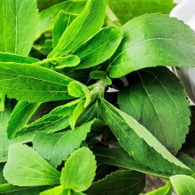 Стевия Медовая травка