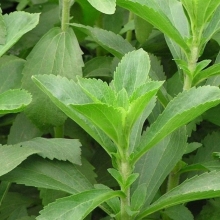 Стевия Медовая Травка