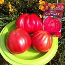 Томат Сто пудов