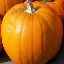 Тыква Стофунтовая