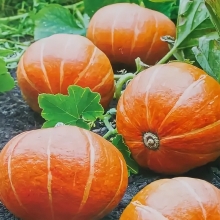 Тыква Сударушка