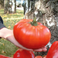 Томат Супергигант XXL F1 Русский размер
