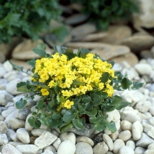 Сурепка Санниола (скальная)