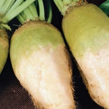 Свекла Аляска F1 сахарная