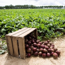 Свекла Ред Клауд F1 (Бейо)