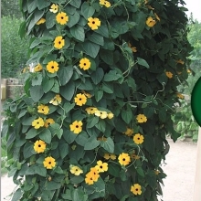 Тунбергия Сюзи F1 Еллоу