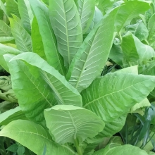 Табак Берлей Краснодарский (курительный)