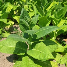 Табак Кубинский (курительный)