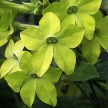 Табак Благоухающая гавань Лайм F1 (душистый)