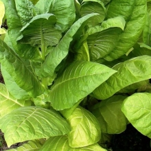 Табак Латакия (курительный) (большой пакет)