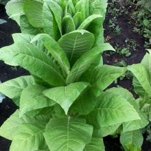 Табак Самсун 85 курительный