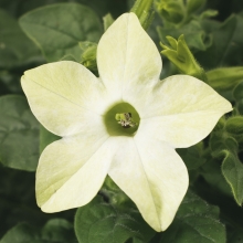 Табак Саратога Лайм F1 крылатый