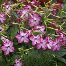 Табак Саратога F1 Пурпл Биколор (крылатый)